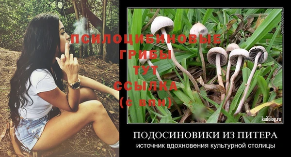сатива Баксан