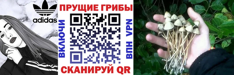 Псилоцибиновые грибы Magic Shrooms  mega зеркало  Свирск  дарнет шоп 